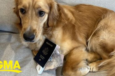 Dog eats groom’s passport before destination wedding l GMA