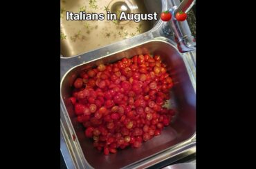 Italian Tomato season #italy #tomato
