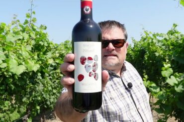 SO GOOD : Nittardi 2020 Belcanto, Chianti Classico (Tuscany, Italy)