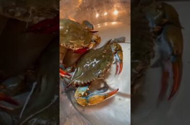 Cooking Live Blue Crabs For Dinner