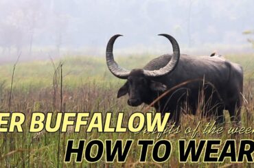 Water Buffalo Eating Grass: What You Need to Know