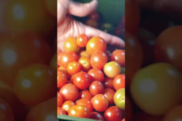The Tomato's Tale: From America's Wilds to World's Plates
