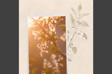 Lovely Deluxe Italian Dining