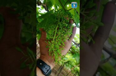 Trio  Grape Special #shortsfeed #agro #ytshorts #youtubeshorts #grapes#grapefield #farming #farmers