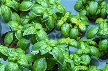 Basil Pesto! Genovese or Bolognese? (or does it matter?)