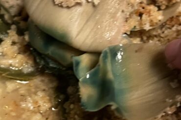 Cooked Artichoke from restaurant color normal or spoiled?