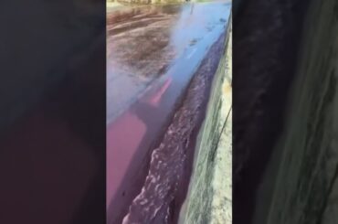 2 million litres of red wine flows down street in Levira, Portugal