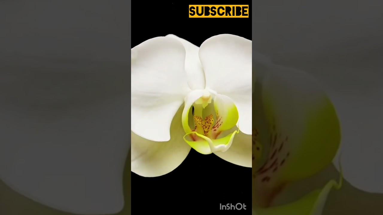 #youtubeshorts #shorts #like #shortsviral #subscribe #short #shortvideo #feed #feedshorts #youtuber #youtubeshorts #shorts #like #shortsviral #subscribe #short #shortvideo #feed #feedshorts #youtuber