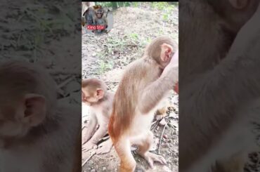 Best of best so sad video Animals #shots #beach #blue #beautiful #art #instagood #holiday #italy #ig