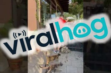 Casually Commanding An Army Of Cats || ViralHog