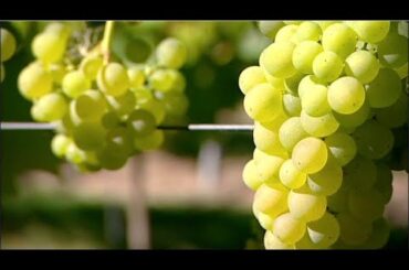 Global wine production at it's lowest level in more than 60 years