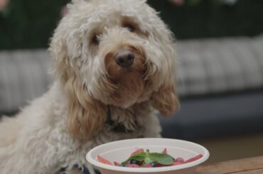 Dog Fine Dining: Restaurant Serves $42 Steak for Dogs | Localish