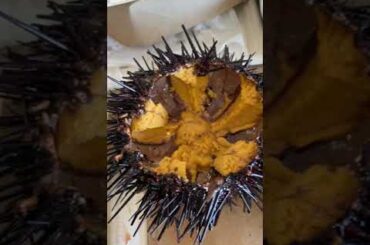 Eating Live Sea Urchin! (Uni)