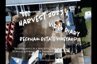 Can Wine Save the Planet Harvest Diary Beckham Estate Vineyard