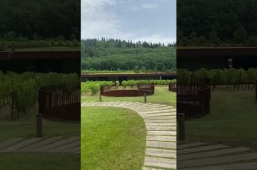 Antinori Vineyard in Tuscany - Wine Tasting