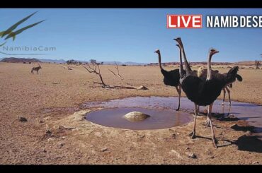Namibia: Live stream in the Namib Desert