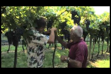 Adventures in Wine Country Season 2 - Bolla Wine