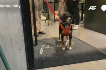 Meals to woof down at Italy's first dog restaurant