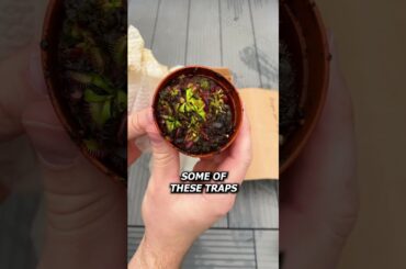 2 Months Without Sunlight #shorts