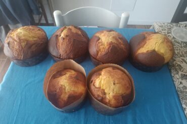 Panettoni regular yeast with candied fruit and chocolate chips