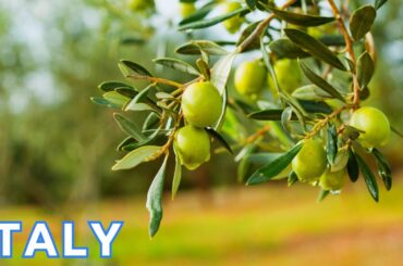 Beautiful Nature Walk through An Olive Orchard in Tuscany, Italy!