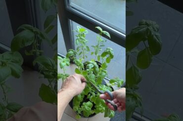 Pasta with Green Olive #shorts #food #cooking