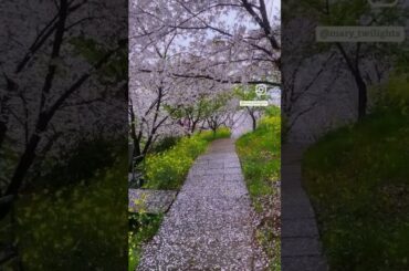 Romantic view with forest trees #reels