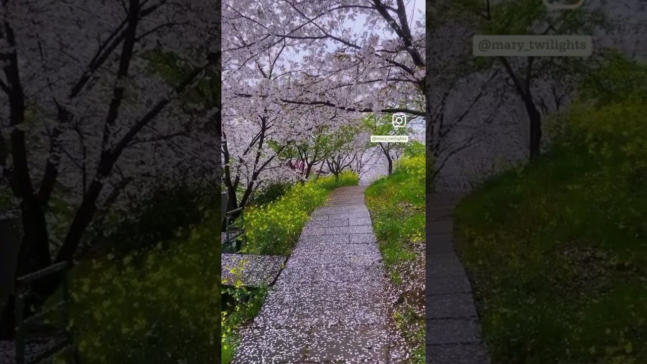 Romantic view with forest trees #reels Romantic view with forest trees #reels