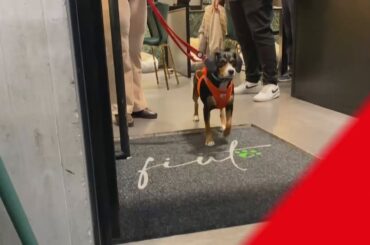 Gourmet dining for dogs in Italy (B2)