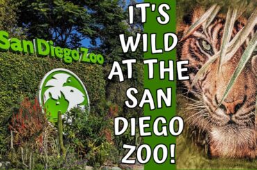IT'S WILD at the SAN DIEGO ZOO!