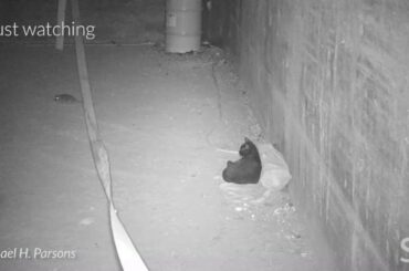 Here’s what happens when streetwise cats meet NYC rats | Science News