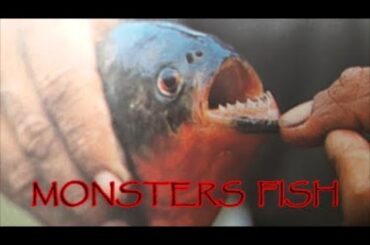 MONSTER AND PREDATOR FISH* The largest freshwater aquarium in Italy *LARGE FRESHWATER AQUARIUMS*Fish