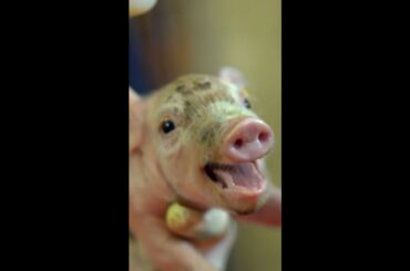 3 Reasons For Not Eating Pork