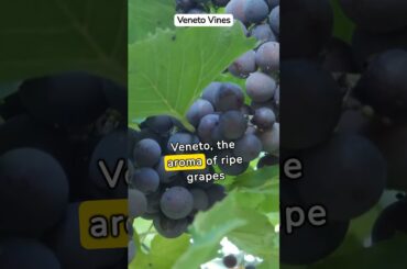 Italy's Enchanting Vineyard Landscapes