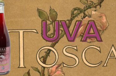 All About UVA TOSCA, a hyper local grape variety from Emilia-Romagna