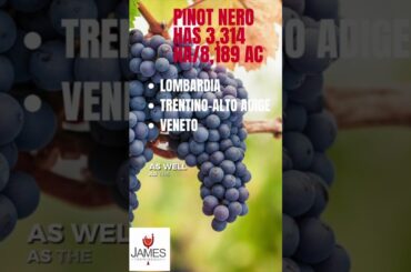 How to Pronounce Pinot Nero #howtopronounce #italianpronunciation #shorts