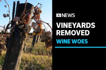 Wine grape growers rip out vineyards in NSW Riverina after historic low prices | ABC News