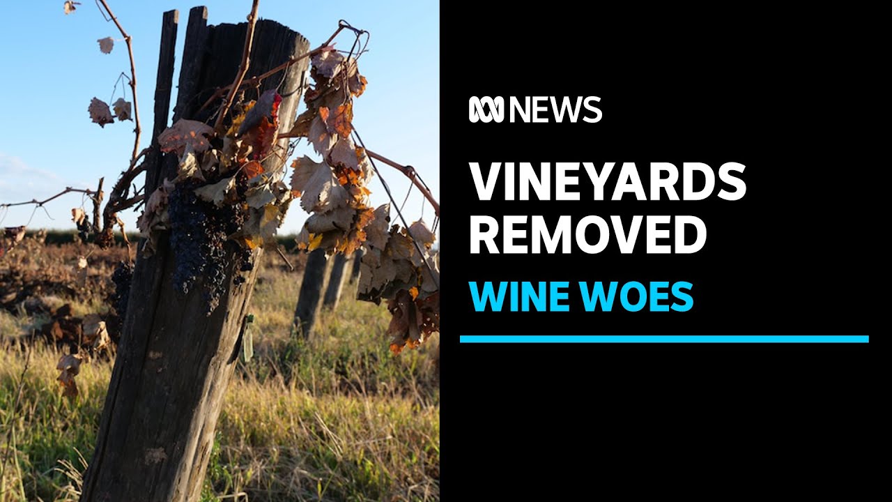 Wine grape growers rip out vineyards in NSW Riverina after historic low prices | ABC News Wine grape growers rip out vineyards in NSW Riverina after historic low prices | ABC News