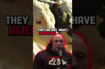 The meat in Italy - American vs Italian Beef - Joe Rogan and Sonny