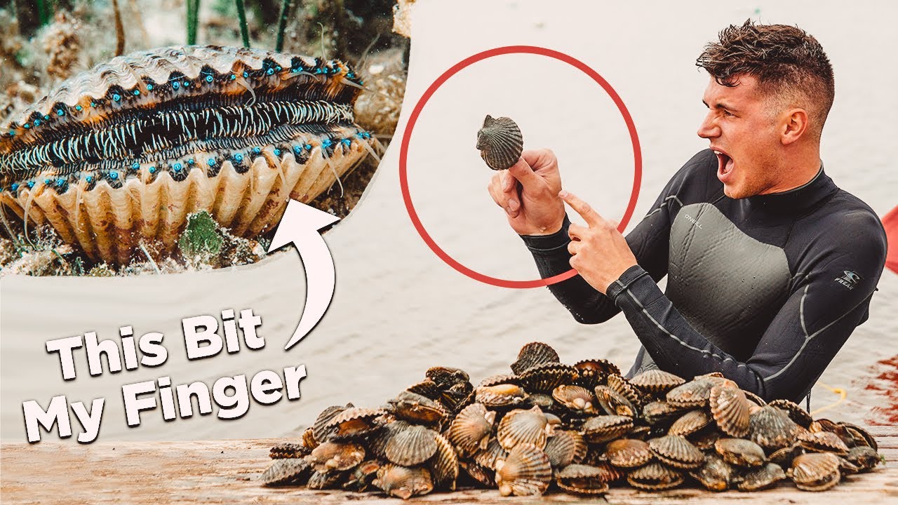 I Caught and Cooked LIVE Scallops I Caught and Cooked LIVE Scallops