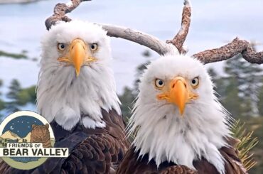 Big Bear Bald Eagle Live Nest - Cam 1