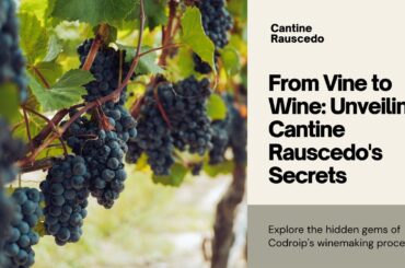 Discovering Cantine Rauscedo's Secrets in Codroipo | Vine to Wine