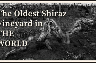 The Oldest Shiraz Vineyard in the World - Langmeil Winery
