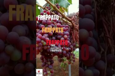 How to Pronounce Frappato #howtopronounce #shorts #italy