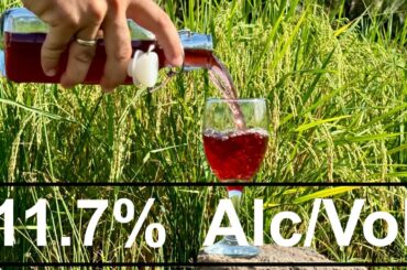 Homemade RICE WINE with 11.7% of ALCOHOL