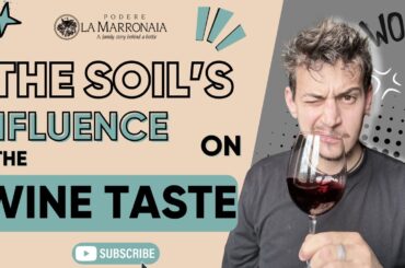 THE SOIL'S INFLUENCE ON WINE TASTE