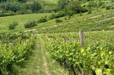 A winery in Siena, Tuscany, Italy