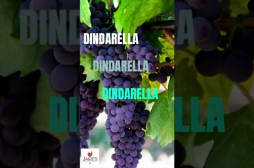 How to Pronounce Dindarella - Rare Veneto Wine Grape - #howtopronounce #shorts #veneto