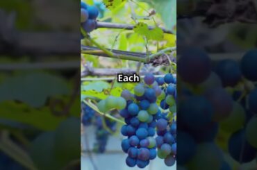 Sipping Billions World's Priciest Wine Revealed || V's Vlog #wine #facts #travel #foodie