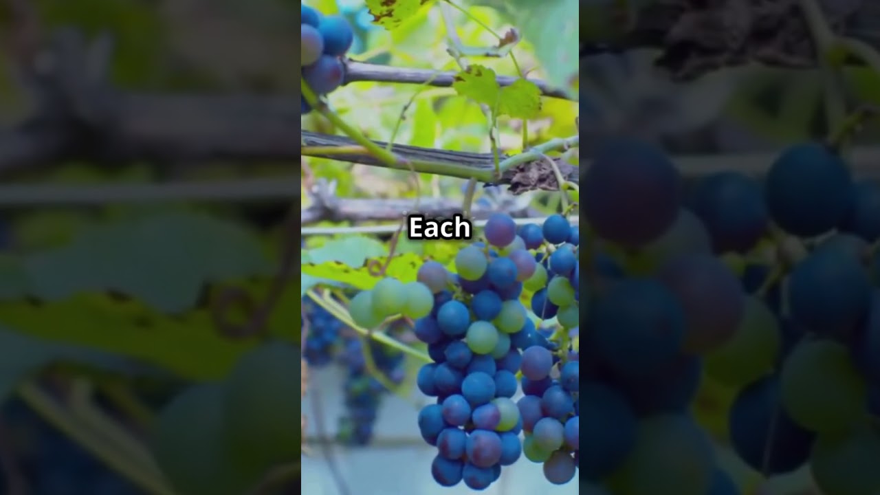 Sipping Billions World’s Priciest Wine Revealed || V’s Vlog #wine #facts #travel #foodie Sipping Billions World's Priciest Wine Revealed || V's Vlog #wine #facts #travel #foodie